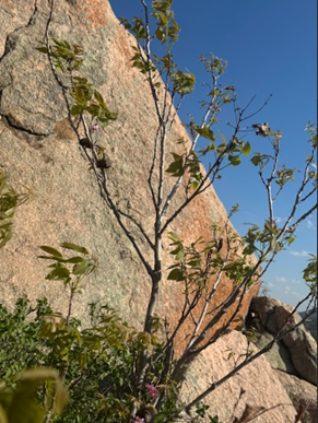 Example of wild Mexican Buckeye breaking dormancy and growing through the rocks at Enchanted Rock Natural State Area, March 13, 2024